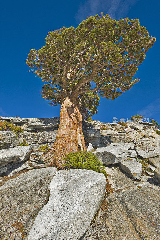 西杜松(Juniperus occidentalis)或大杜松(Juniperus grandis)，西杜松(Sierra western juniper)或西杜松(Sierra juniper)是一种灌木或乔木，原产于美国西部，生长在海拔800- 3000米的山区(很少在100米以下)